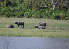 tv guide for savannah ga