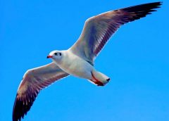 the little seagull handbook pdf free download
